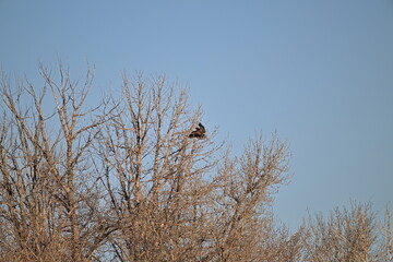 bird on a branch, bald eagle, Juvenile eagle