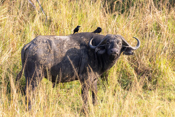 African buffalo