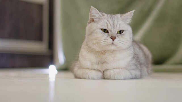 Beautiful light pussy of the Scottish breed.Portrait of a Scottish cat lying on a floor The camera moves away from the object. Slow motion 4k.
