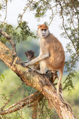 Patas monkey mother with baby