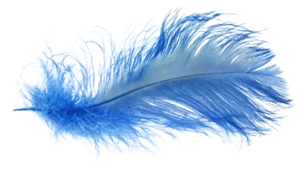 Blue feather on transparent background
