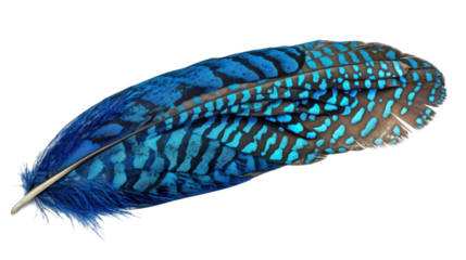 Blue feather on transparent background