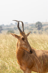 Lelwel hartebeest