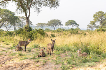 Waterbuck