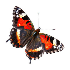 A red admiral butterfly perched with wings spread, showcasing vibrant colors, isolated on a white background
