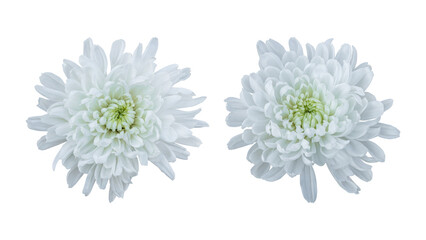 White chrysanthemum flowers isolated on transparent background	