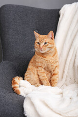 Cute ginger cat sitting on armchair at home