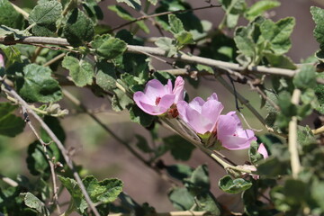 Splendid Chaparral Bushmallow, Malacothamnus Fasciculatus Variety Laxiflorus, a grand native synoecious shrub displaying cymose spike inflorescences during early Spring in the Santa Monica Mountains.