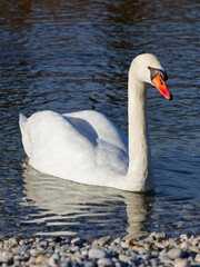 Obraz premium swan on the lake