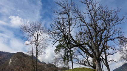 Fototapeta premium Baumkrone im Winter