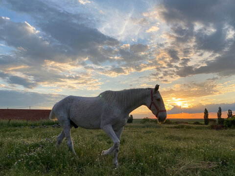 caballo blanco puesta de sol