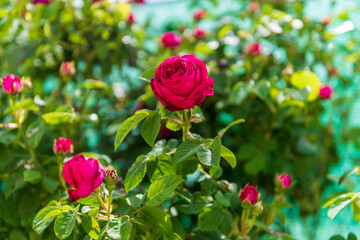 rosa preciosa