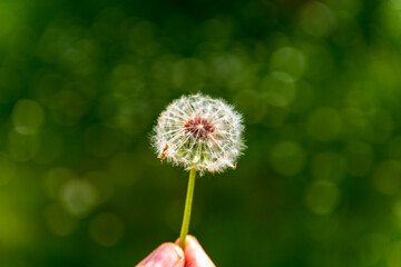 diente de león gran resolución sobre fondo verde y cogido con los dedos