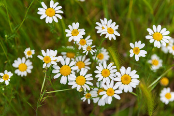 flores de mayo castilla españa 2024