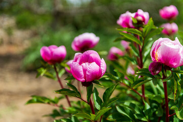 flores de color rosa flor rosa