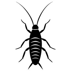 beetle isolated on white background