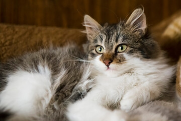 Portrait of little kitten with big mustache, closeup