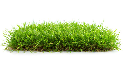 Close up view of fresh green grass blades with dew drops on a sunny day in nature