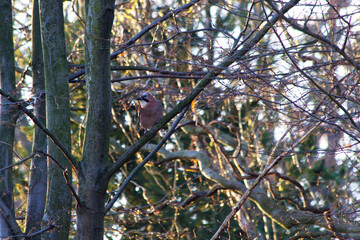 Eurasian jay sitting on a tree bench