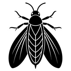 black and white beetle