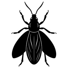 beetle isolated
