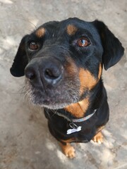 Obraz premium Black dog with nice look