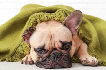 Cute French bulldog with plaid at home