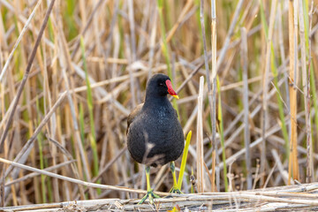 Moorhen (Gallinula chloropus) - Common in wetlands, Bull Island, Dublin