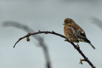 Female Linnet (Linaria cannabina) - Common in scrublands, Bull Island, Dublin