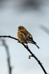 Female Linnet (Linaria cannabina) - Common in scrublands, Bull Island, Dublin