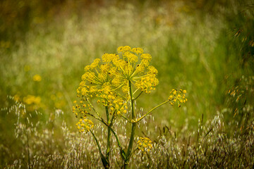 Obraz premium campos en primavera llenos de flores amarillas gran resolución 2024