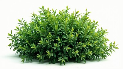 Healthy Green Botanical Bush