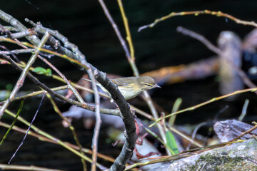 Willow Warbler (Phylloscopus trochilus) - Common in woodlands, spotted at Bull Island, Dublin
