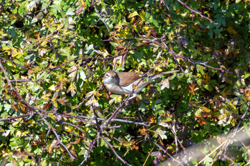 Whitethroat (Sylvia communis) - Commonly found in open scrublands, Bull Island, Dublin