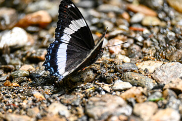 butterfly on the ground