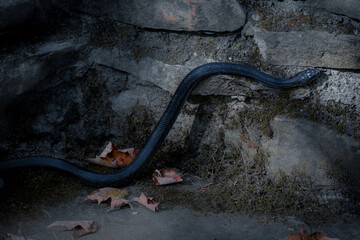 snake on the rock
