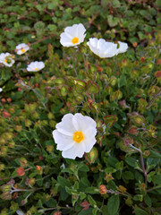 rockrose cistus plant in bloom, white flowers with yellow centers and heart-shaped leaves with orange edges
