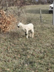 Obraz premium sheep and lamb