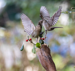 In winter, disputes over food offer excellent postures for birds, such as sparrows.