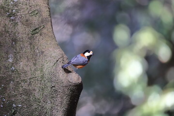 Varied Tit living in Japan and neighboring country