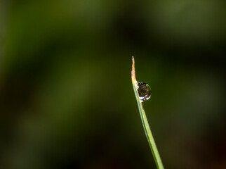 Dewdrop on a Blade of Grass.