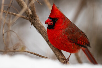 Perched in Red: Cardinal Close-Up