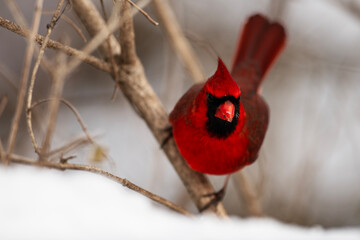 Male Northern Cardinal on a Limb