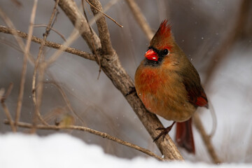 Female Northern Cardinal In The Wilderness