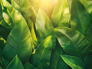 Fototapeta premium Sunlit Tropical Leaves, Lush Garden Background, Nature Texture