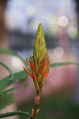 Aloe vera plant and flowers.