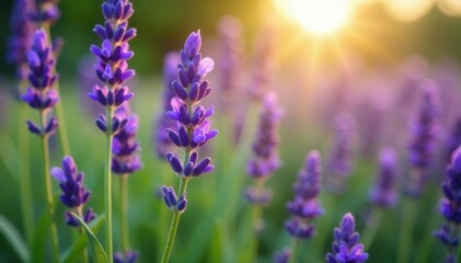 Obraz premium Hiboux avec des fleurs de lavande et de gen?t-lace, relaxant, lavande, m?dicinal