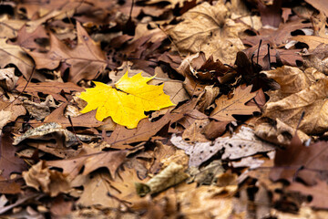 one colorful yellow leaf on ground of brown leaves
