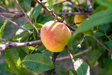 A ripe peach hanging from a tree