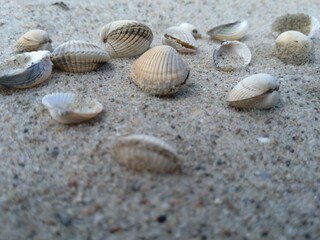 shells on the sand